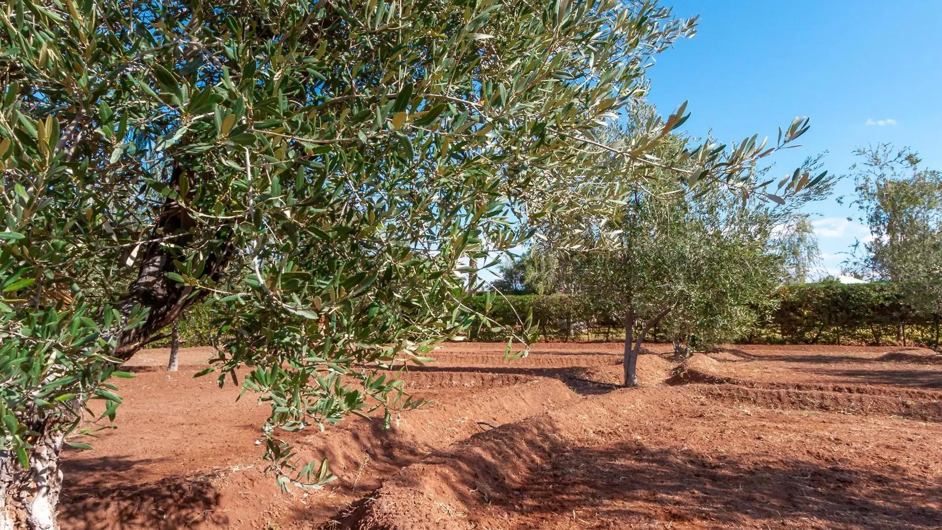 וילה הוילה Authentic Family House In The Marrakesh Palm Grove